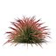 Cherry sparkler fountain grass