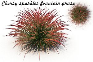 cherry sparkler fountain grass 3D