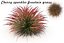Cherry sparkler fountain grass