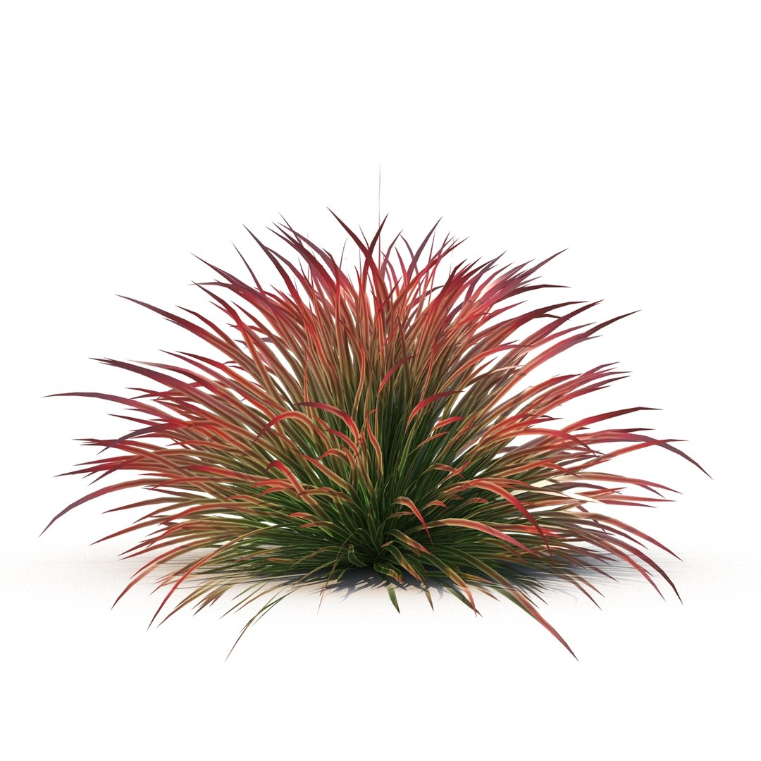 cherry sparkler fountain grass 3D https://p.turbosquid.com/ts-thumb/kw/anEXnz/DPQwkMV1/4/jpg/1514961855/1920x1080/fit_q87/d8d235cf3965f25825dface3e240172979bd1f23/4.jpg