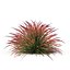 Cherry sparkler fountain grass