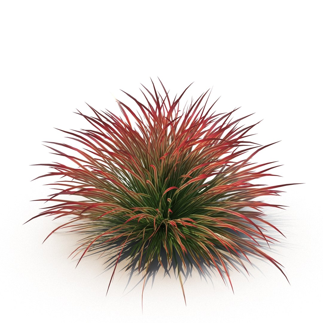 cherry sparkler fountain grass 3D https://p.turbosquid.com/ts-thumb/kw/anEXnz/IEMasARQ/3/jpg/1514961855/1920x1080/fit_q87/92859a3c255d57b5714fb284fc0788e575912a54/3.jpg
