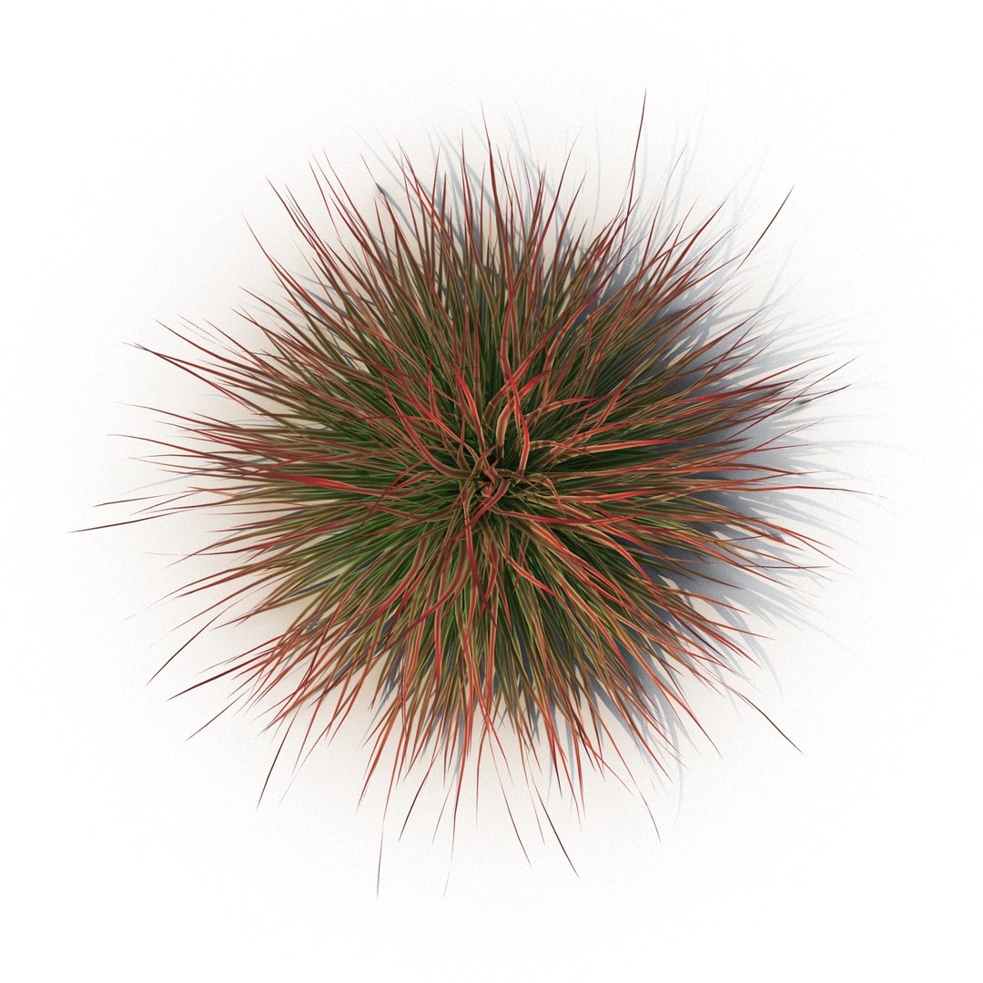 Cherry sparkler fountain grass 3D - TurboSquid 1239244