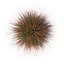 Cherry sparkler fountain grass