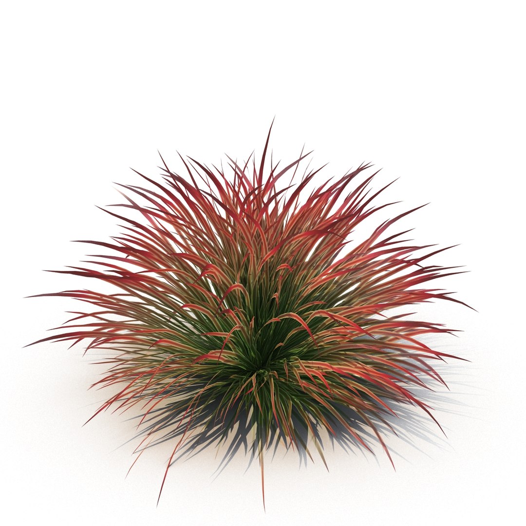 cherry sparkler fountain grass 3D https://p.turbosquid.com/ts-thumb/kw/anEXnz/MeO8kfij/1/jpg/1514961855/1920x1080/fit_q87/8ab9d4a56229202a54fa1f5c71fbc0de3123a3ff/1.jpg