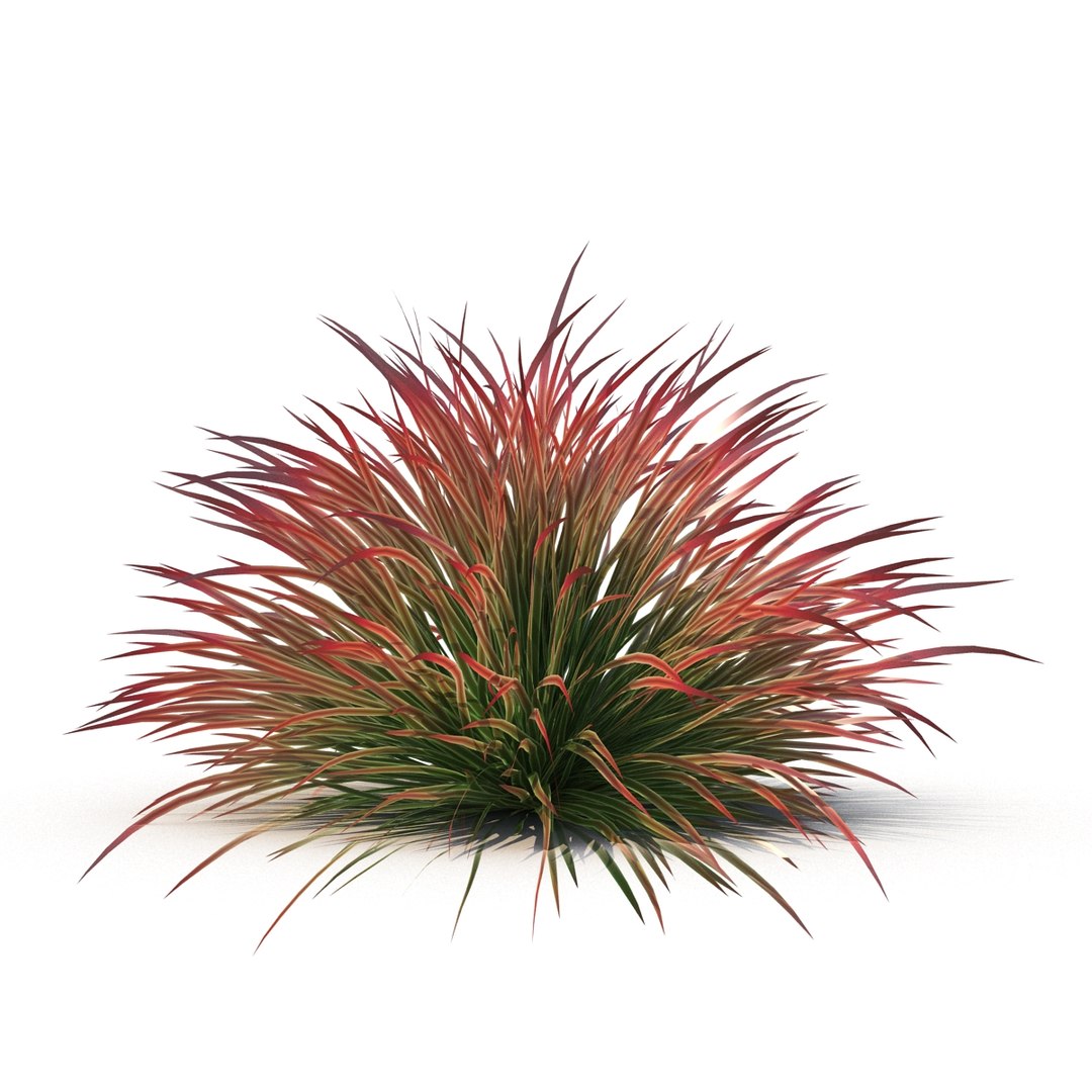 cherry sparkler fountain grass 3D https://p.turbosquid.com/ts-thumb/kw/anEXnz/umc6kIDD/7/jpg/1514961855/1920x1080/fit_q87/ac1693cd0d946948cb2a3b37f5fcd76b8d049027/7.jpg