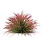 Cherry sparkler fountain grass