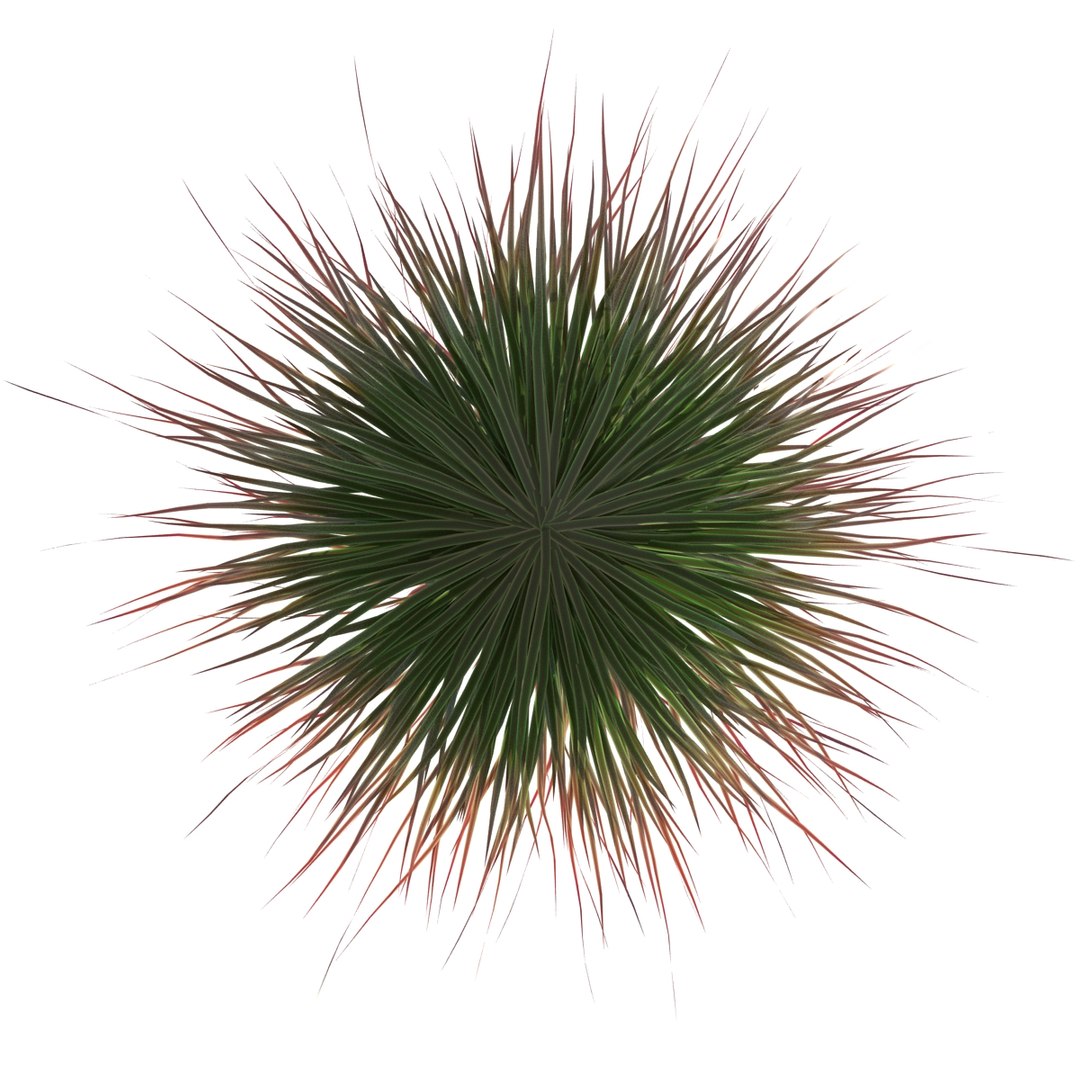 Cherry sparkler fountain grass 3D - TurboSquid 1239244