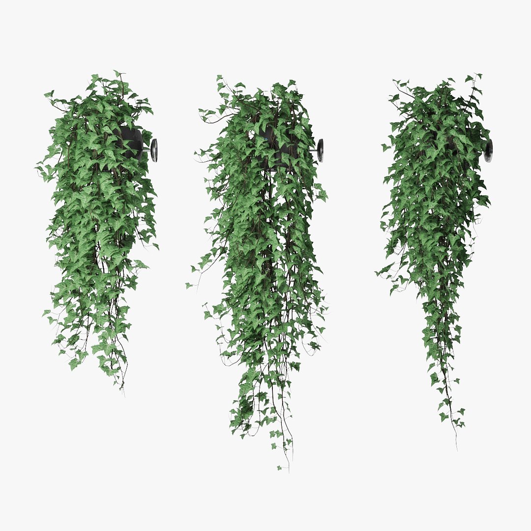 3d Ivy Pots Model - Turbosquid 1561609