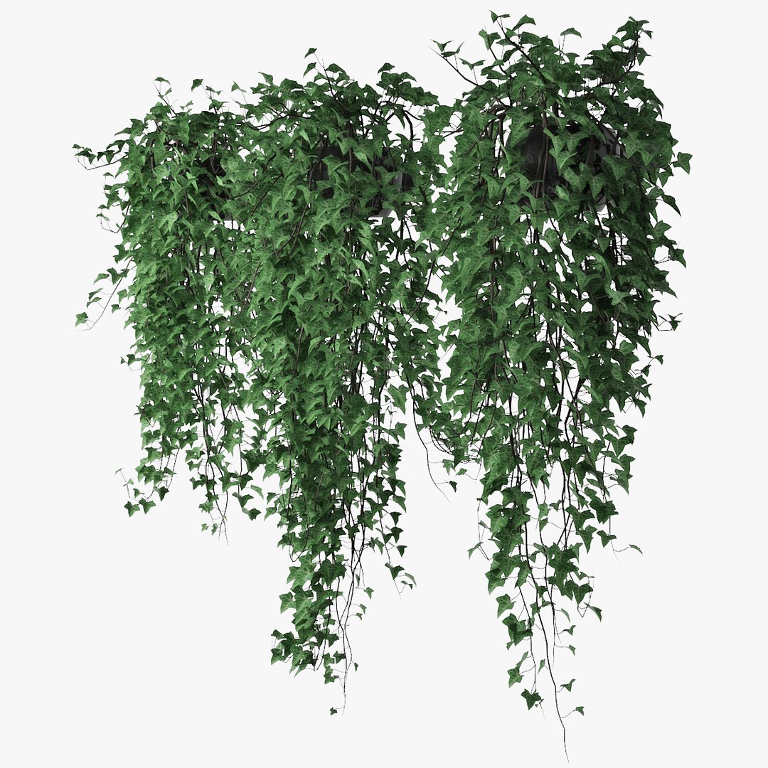 3D Ivy Pots Model - TurboSquid 1561609