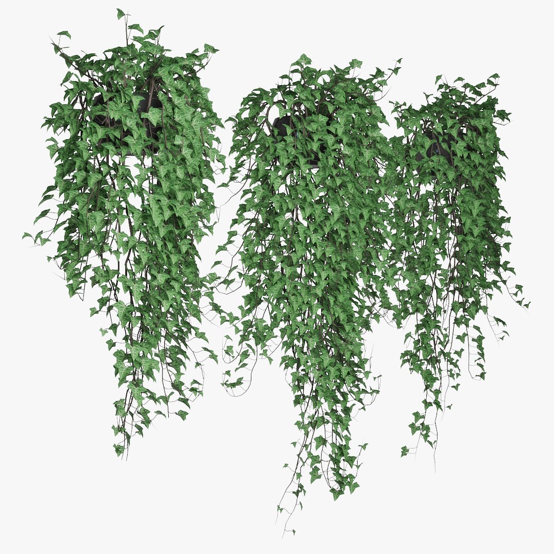 3D Ivy Pots Model - TurboSquid 1561609