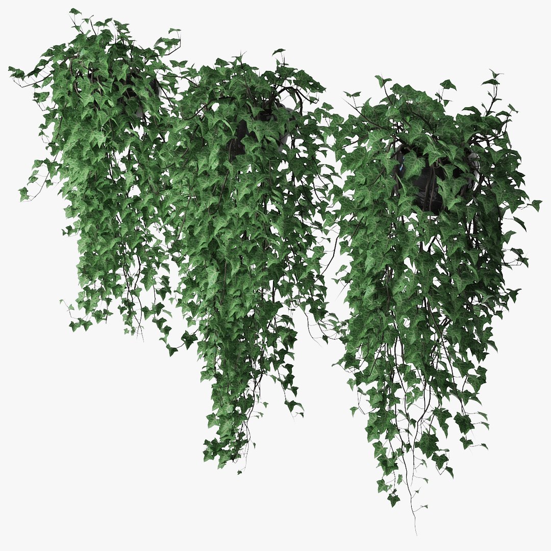 3D Ivy Pots Model - TurboSquid 1561609