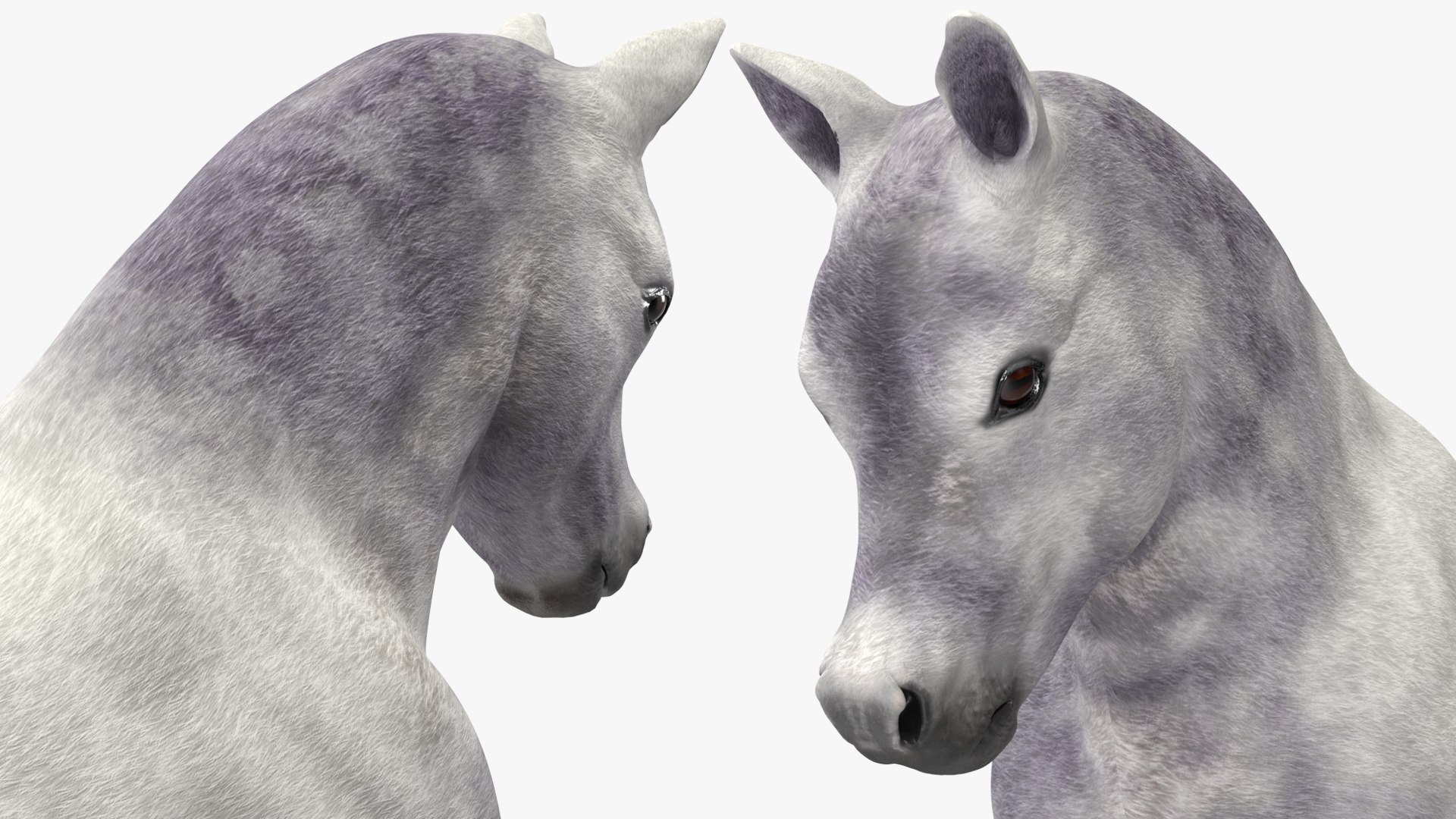 3D Shetland Pony White Rigged for Cinema 4D https://p.turbosquid.com/ts-thumb/kw/ob5By8/23/shetlandponywhiteriggedforcinema4d3dmodel029/jpg/1720672302/1920x1080/fit_q87/eb097f50c667f6041b68f18686b8410193bf473e/shetlandponywhiteriggedforcinema4d3dmodel029.jpg
