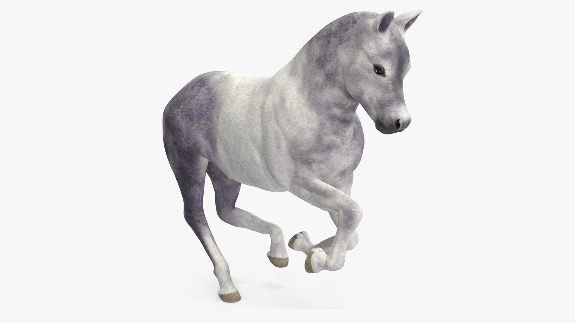 Shetland Pony White Rigged for Cinema 4D 3D model preview