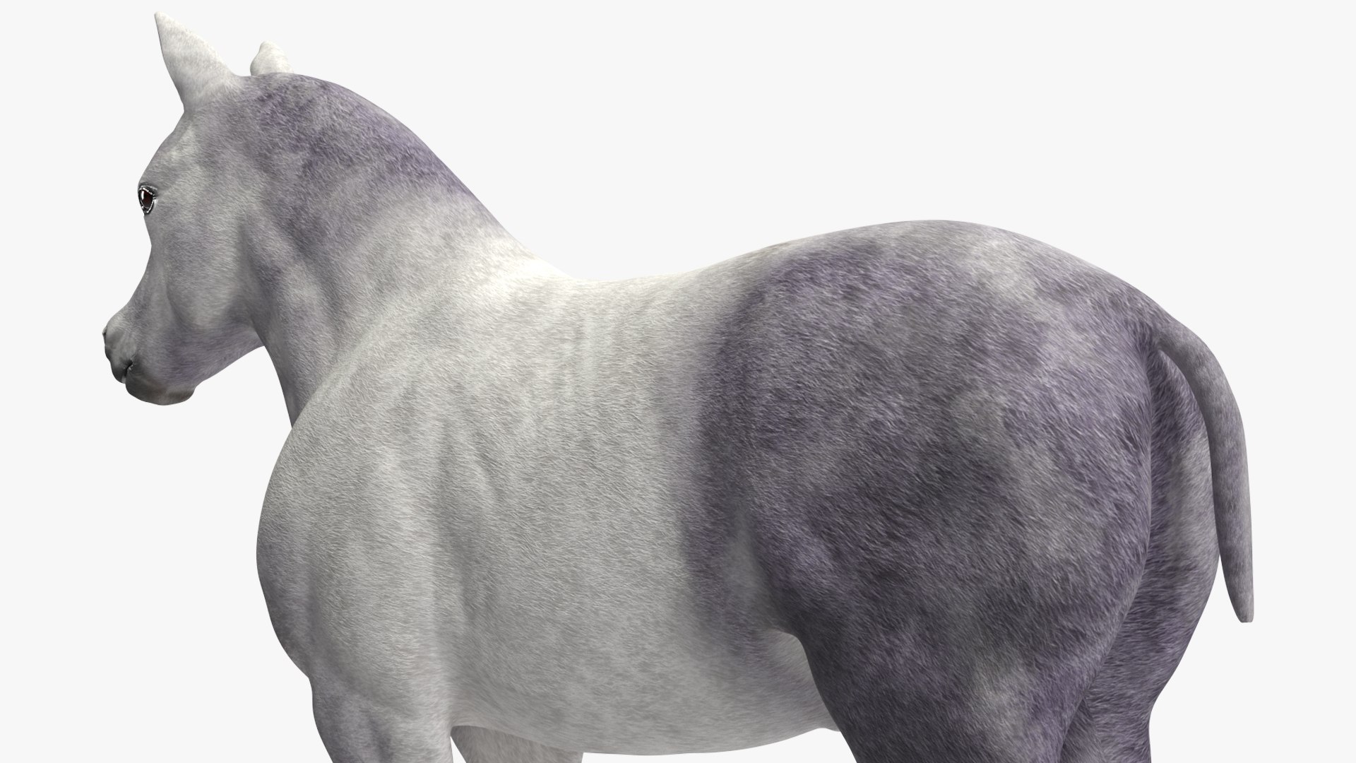 3D Shetland Pony White Rigged for Cinema 4D https://p.turbosquid.com/ts-thumb/kw/ob5By8/8H/shetlandponywhiteriggedforcinema4d3dmodel023/jpg/1720672274/1920x1080/fit_q87/73d2d19360d6941a28e639287e3f38a0564c93f9/shetlandponywhiteriggedforcinema4d3dmodel023.jpg