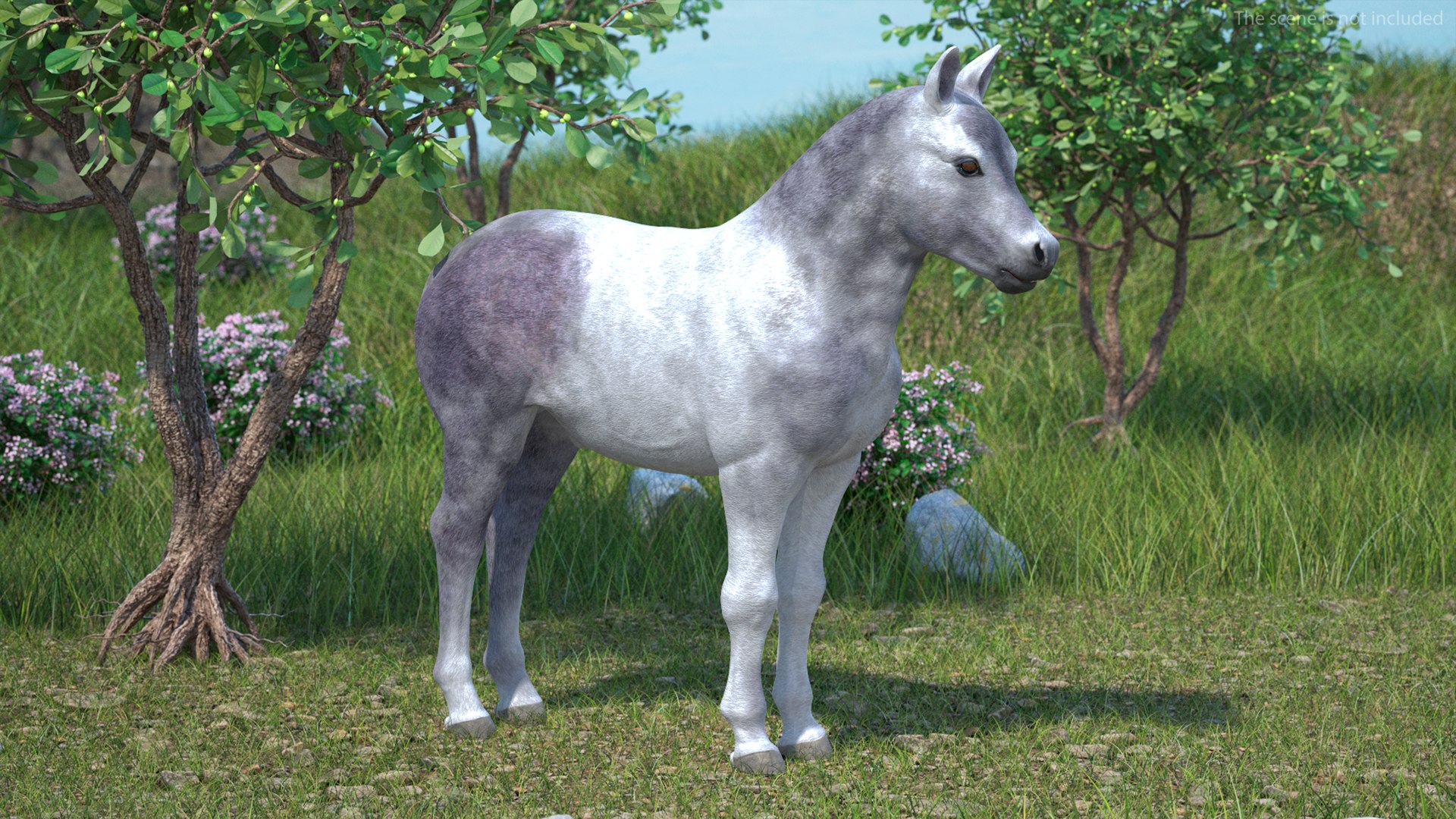 3D Shetland Pony White Rigged for Cinema 4D https://p.turbosquid.com/ts-thumb/kw/ob5By8/9C/shetlandponywhiteriggedforcinema4d3dmodel003/jpg/1720672193/1920x1080/fit_q87/55eb585c6935d69133f74749e1e35b1866d2c753/shetlandponywhiteriggedforcinema4d3dmodel003.jpg