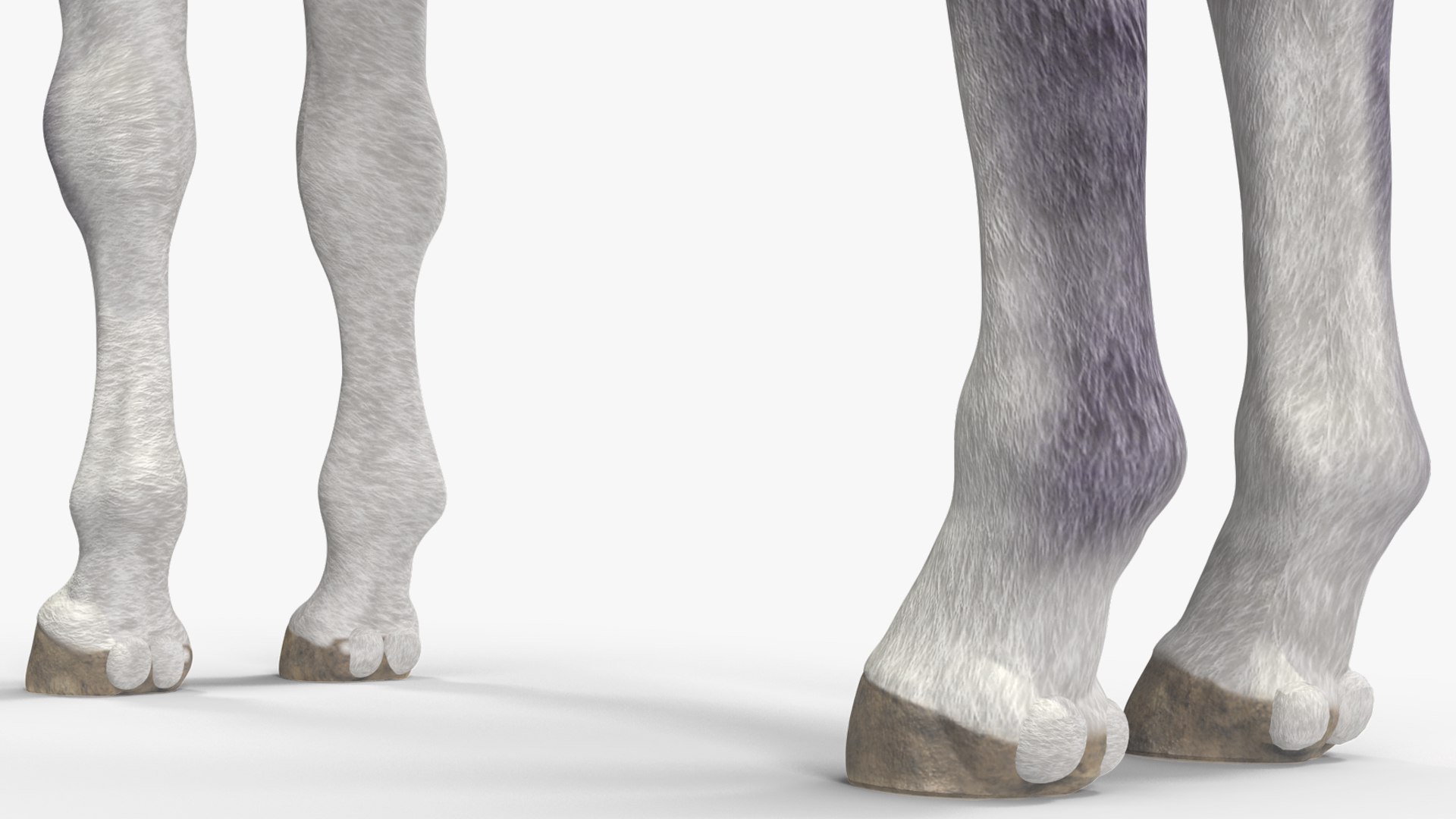3D Shetland Pony White Rigged for Cinema 4D https://p.turbosquid.com/ts-thumb/kw/ob5By8/Fx/shetlandponywhiteriggedforcinema4d3dmodel027/jpg/1720672293/1920x1080/fit_q87/a2922a09bbf224669218327f7ad427d038fb3e25/shetlandponywhiteriggedforcinema4d3dmodel027.jpg
