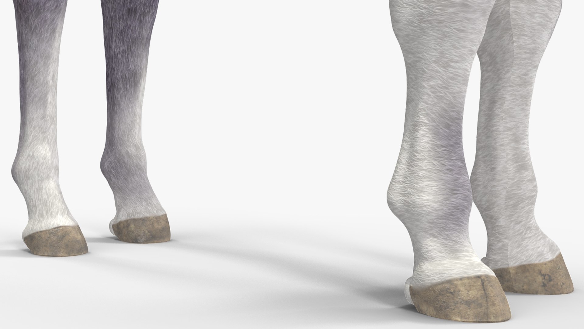 3D Shetland Pony White Rigged for Cinema 4D https://p.turbosquid.com/ts-thumb/kw/ob5By8/GN/shetlandponywhiteriggedforcinema4d3dmodel026/jpg/1720672289/1920x1080/fit_q87/aceec814c277156f68acd5fd93fe6681c751ec74/shetlandponywhiteriggedforcinema4d3dmodel026.jpg