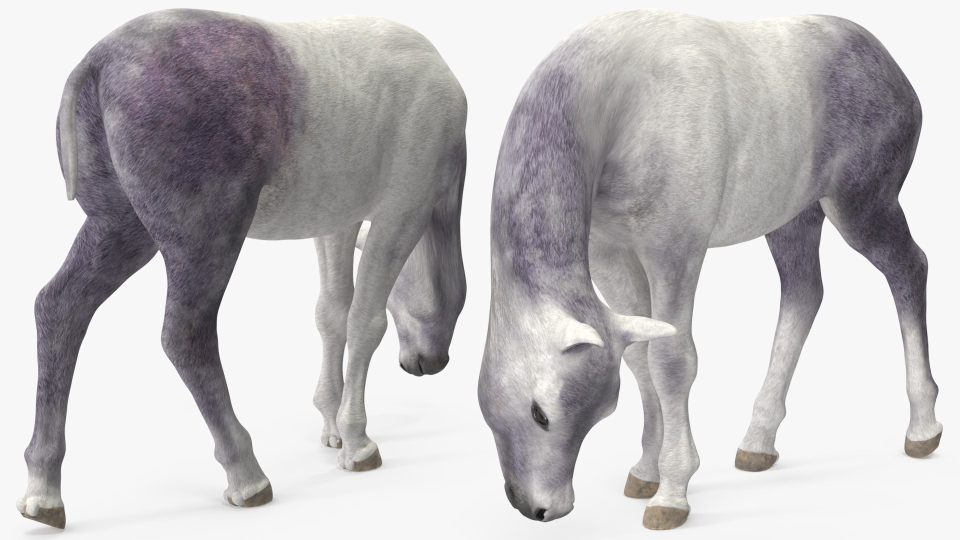 3D Shetland Pony White Rigged for Cinema 4D https://p.turbosquid.com/ts-thumb/kw/ob5By8/IC/shetlandponywhiteriggedforcinema4d3dmodel016/jpg/1720672249/1920x1080/fit_q87/20c5a01253faa0a74690590eab9a38dc4b7938f7/shetlandponywhiteriggedforcinema4d3dmodel016.jpg