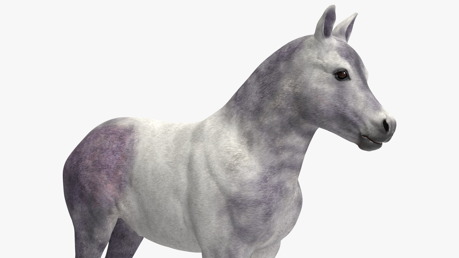 3D Shetland Pony White Rigged for Cinema 4D https://p.turbosquid.com/ts-thumb/kw/ob5By8/NQ/shetlandponywhiteriggedforcinema4d3dmodel021/jpg/1720672267/1920x1080/fit_q87/45c372dac539d95279b03594923a2ca336cd254b/shetlandponywhiteriggedforcinema4d3dmodel021.jpg