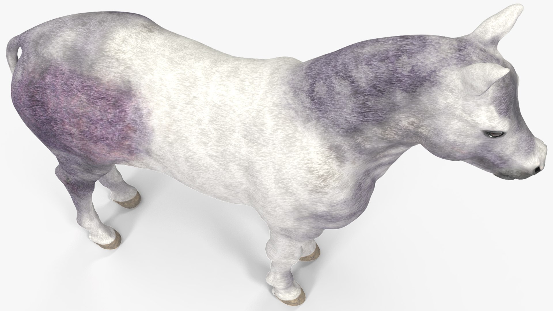 3D Shetland Pony White Rigged for Cinema 4D https://p.turbosquid.com/ts-thumb/kw/ob5By8/Ns/shetlandponywhiteriggedforcinema4d3dmodel018/jpg/1720672255/1920x1080/fit_q87/0dce2c9539880c0f1464a241feed93b671091435/shetlandponywhiteriggedforcinema4d3dmodel018.jpg