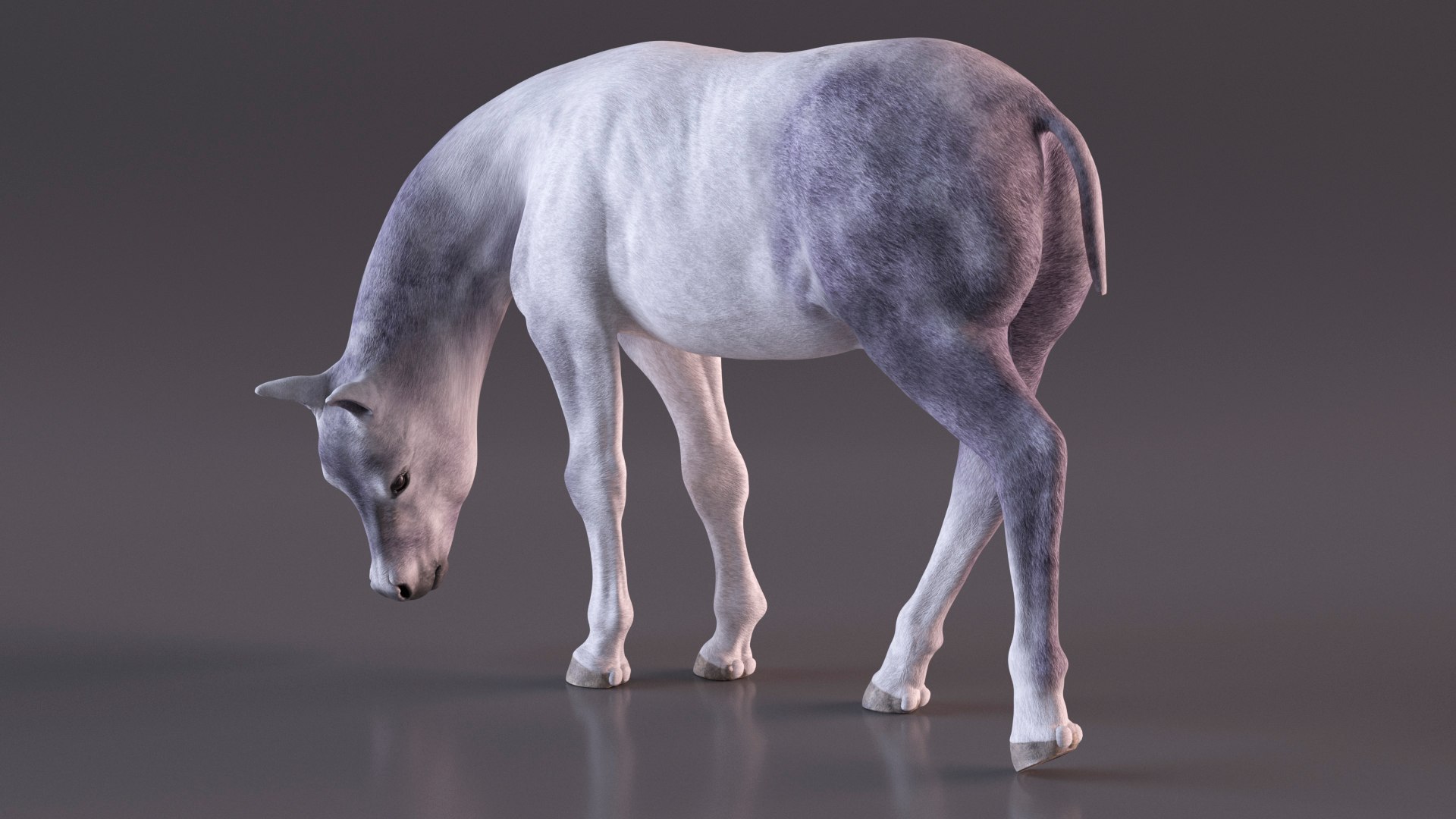 3D Shetland Pony White Rigged for Cinema 4D https://p.turbosquid.com/ts-thumb/kw/ob5By8/Oh/shetlandponywhiteriggedforcinema4d3dmodel013/jpg/1720672240/1920x1080/fit_q87/71eddc3dd48315299c93559f6ef5523fa3d2ab5b/shetlandponywhiteriggedforcinema4d3dmodel013.jpg