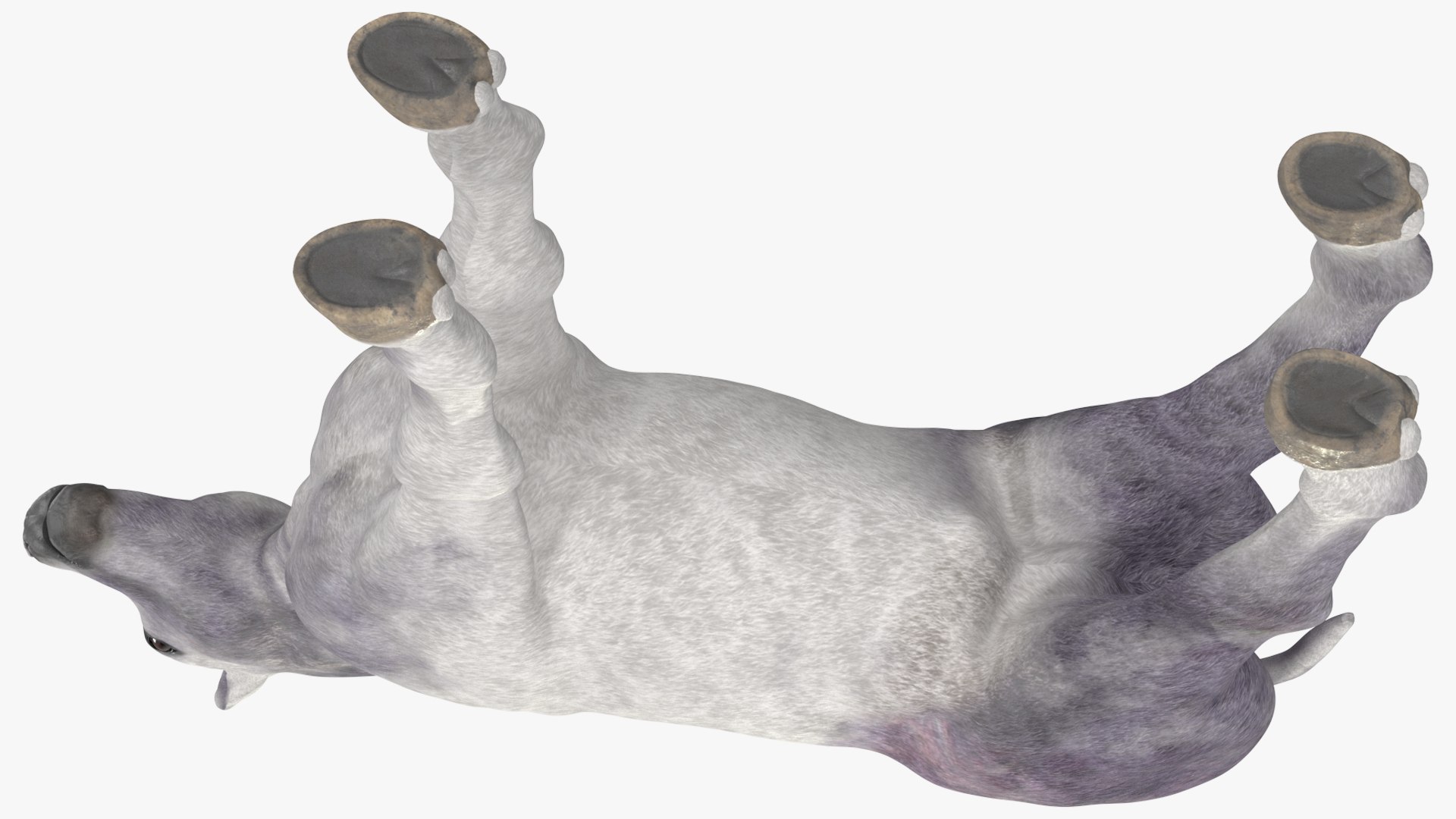 3D Shetland Pony White Rigged for Cinema 4D https://p.turbosquid.com/ts-thumb/kw/ob5By8/dO/shetlandponywhiteriggedforcinema4d3dmodel019/jpg/1720672258/1920x1080/fit_q87/0ac7d4d0abc649091cfa5f692192d1b6139997ec/shetlandponywhiteriggedforcinema4d3dmodel019.jpg