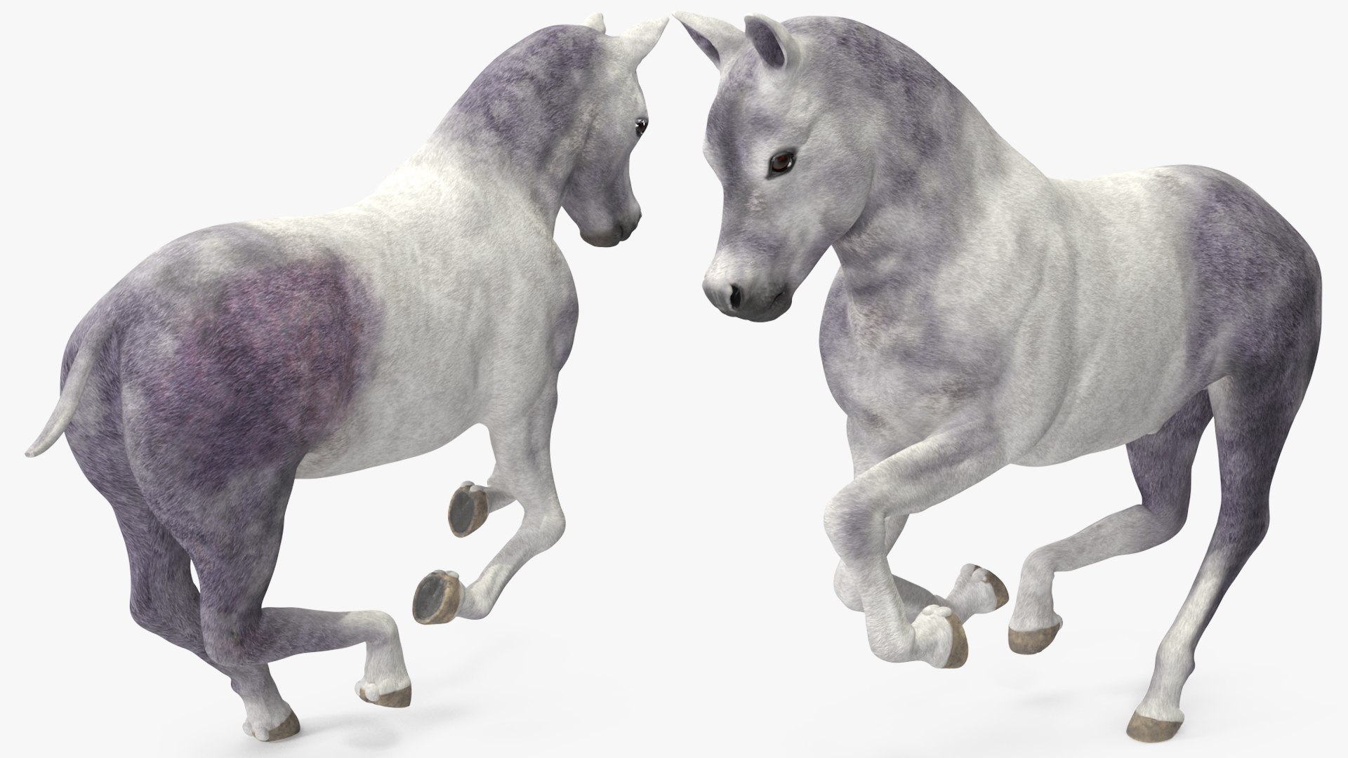 3D Shetland Pony White Rigged for Cinema 4D https://p.turbosquid.com/ts-thumb/kw/ob5By8/fO/shetlandponywhiteriggedforcinema4d3dmodel017/jpg/1720672252/1920x1080/fit_q87/e6faecd48a2c42746fe443082eb6b6d7de4d3b41/shetlandponywhiteriggedforcinema4d3dmodel017.jpg