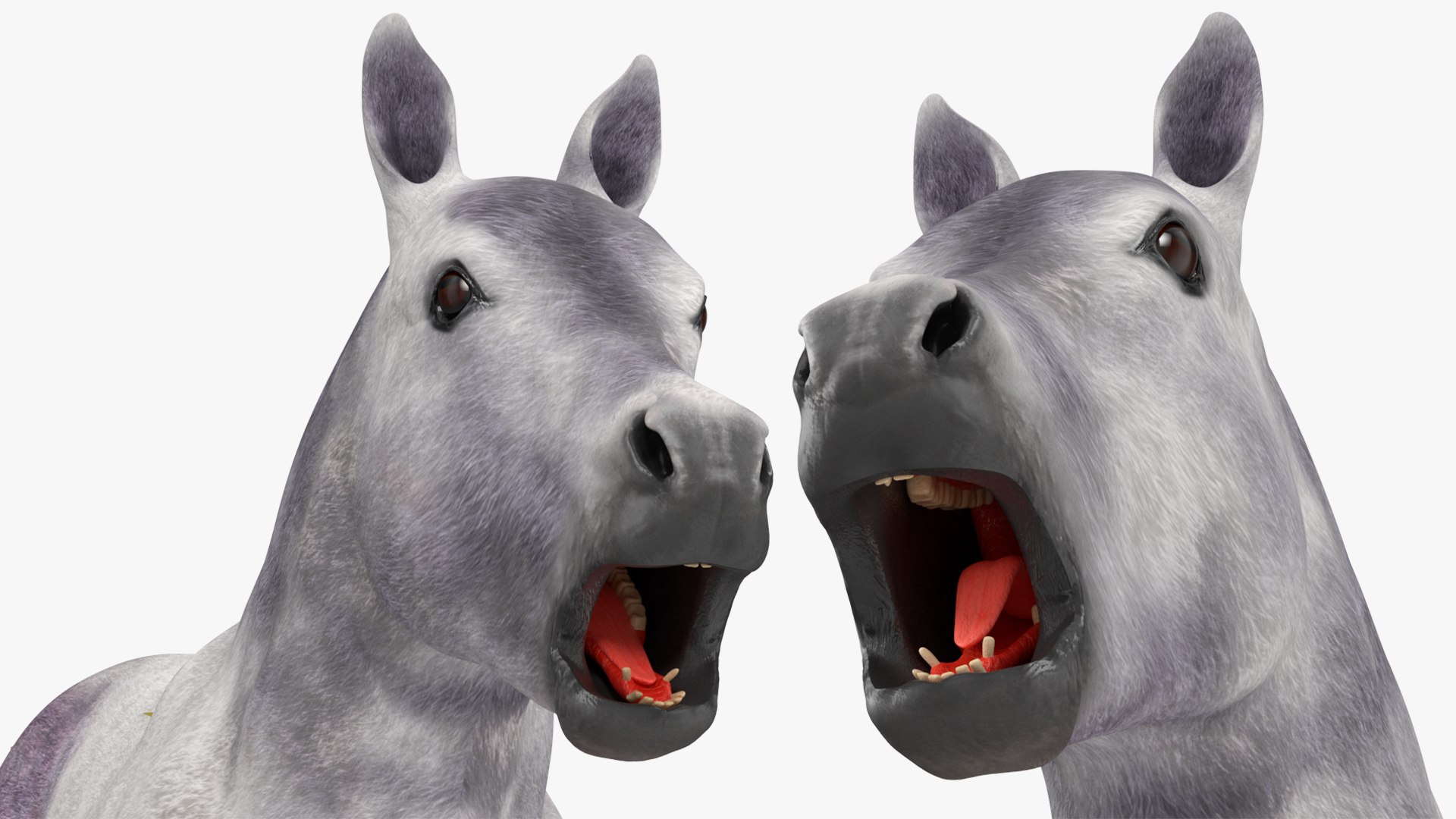 3D Shetland Pony White Rigged for Cinema 4D https://p.turbosquid.com/ts-thumb/kw/ob5By8/jK/shetlandponywhiteriggedforcinema4d3dmodel030/jpg/1720672305/1920x1080/fit_q87/a50848420aed7bf2733a74d186b6949fca54d3d1/shetlandponywhiteriggedforcinema4d3dmodel030.jpg