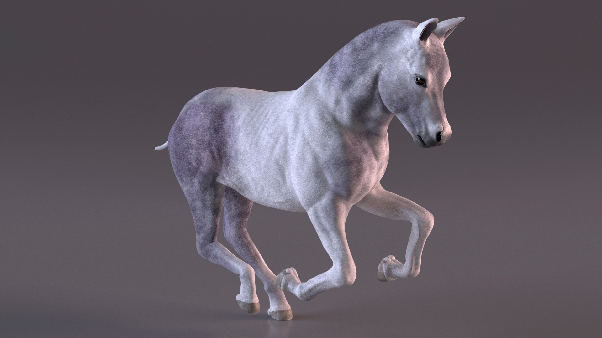3D Shetland Pony White Rigged for Cinema 4D https://p.turbosquid.com/ts-thumb/kw/ob5By8/k6/shetlandponywhiteriggedforcinema4d3dmodel012/jpg/1720672237/1920x1080/fit_q87/fac2cbea1f40f0c67eed0e25362882ad0d210bf8/shetlandponywhiteriggedforcinema4d3dmodel012.jpg