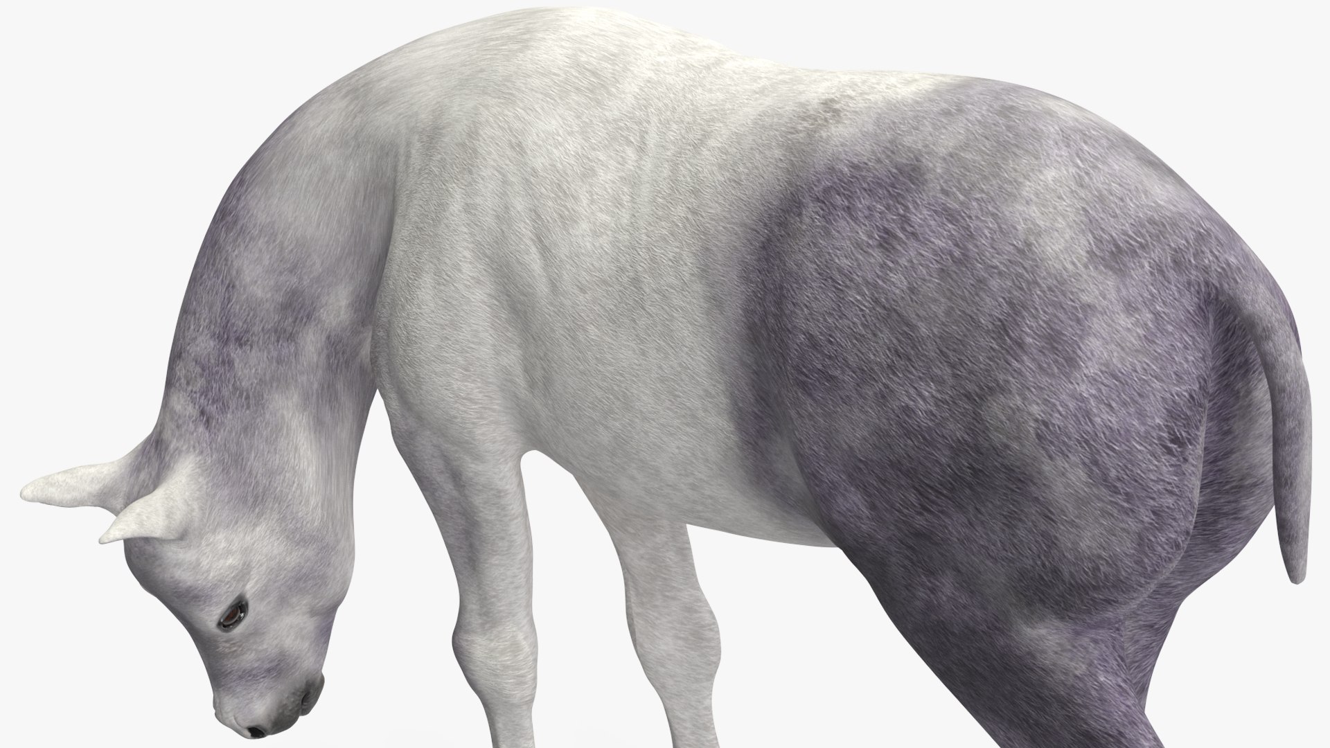 3D Shetland Pony White Rigged for Cinema 4D https://p.turbosquid.com/ts-thumb/kw/ob5By8/oy/shetlandponywhiteriggedforcinema4d3dmodel024/jpg/1720672279/1920x1080/fit_q87/625cfa07940567d5be0a6583f5f6dfd13dacdbbd/shetlandponywhiteriggedforcinema4d3dmodel024.jpg