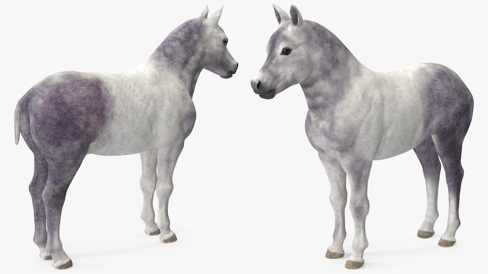 3D Shetland Pony White Rigged for Cinema 4D https://p.turbosquid.com/ts-thumb/kw/ob5By8/zP/shetlandponywhiteriggedforcinema4d3dmodel015/jpg/1720672246/1920x1080/fit_q87/c6c1d9b772656cf64b0f1f7d56962833038730d6/shetlandponywhiteriggedforcinema4d3dmodel015.jpg