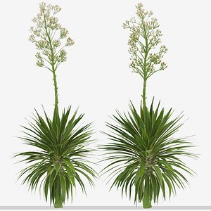 Set of Agave Angustifolia or Caribbean Agave Trees - 2 Trees 3D model