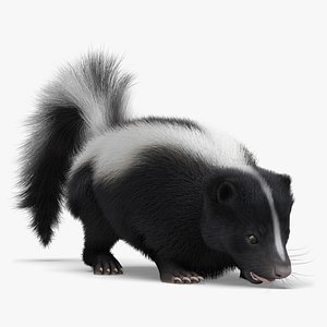 3D Wild Skunk Eating Fur Animated Rigged For Blender