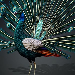 Peacock-V1E