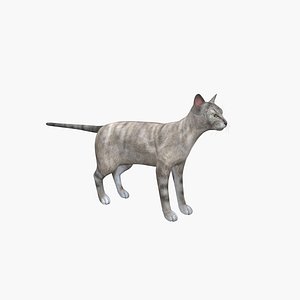 Oriental Cat 3D model