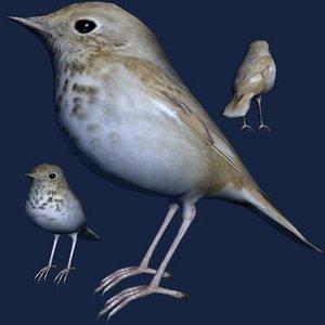 3d hermit thrush model