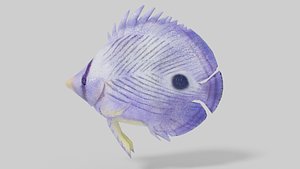 3D Foureye ButterflyFish model