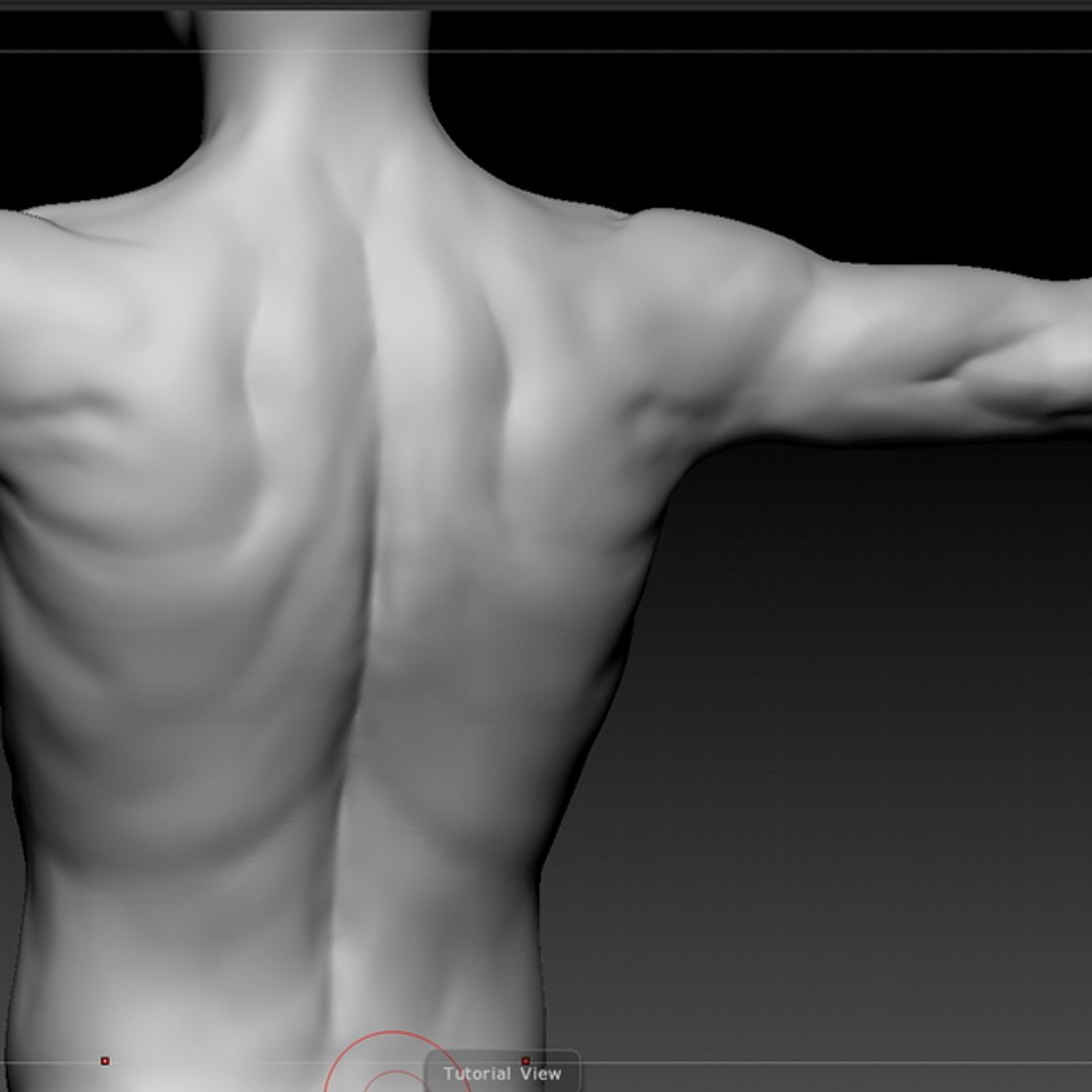 C4d Male Body