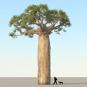 Baobab Tree 01