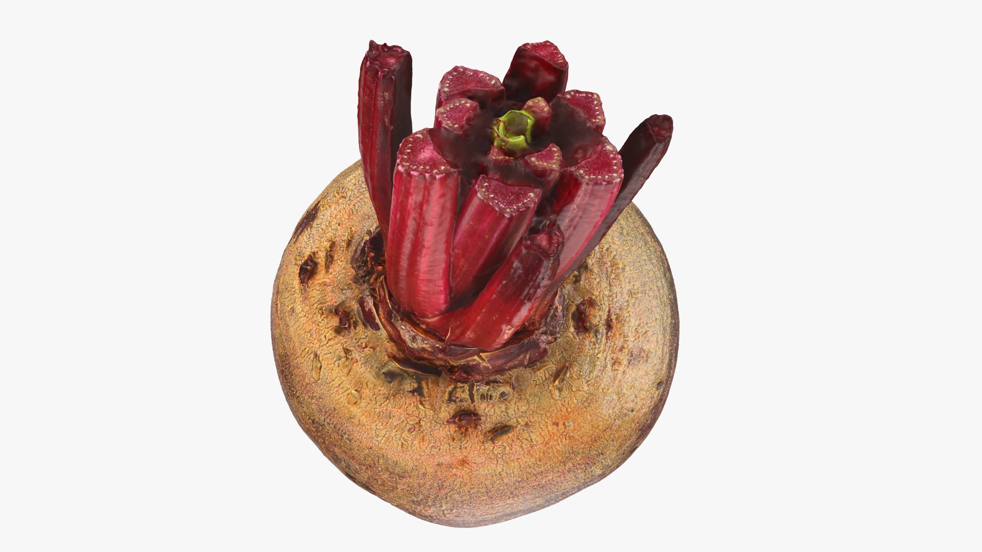 3D Whole Beetroot https://p.turbosquid.com/ts-thumb/kx/nrcXAP/JL/beetroot_0010/png/1764131423/1920x1080/fit_q87/2bb5d602bfcb4f065a2f8947fdffd376a04710d1/beetroot_0010.jpg