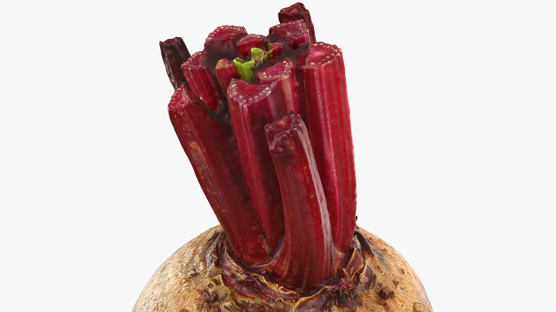 3D Whole Beetroot https://p.turbosquid.com/ts-thumb/kx/nrcXAP/LP/beetroot_0012/png/1764131427/1920x1080/fit_q87/d79bc87d9a1f2c691c1d9bb03caf840f5e15bede/beetroot_0012.jpg