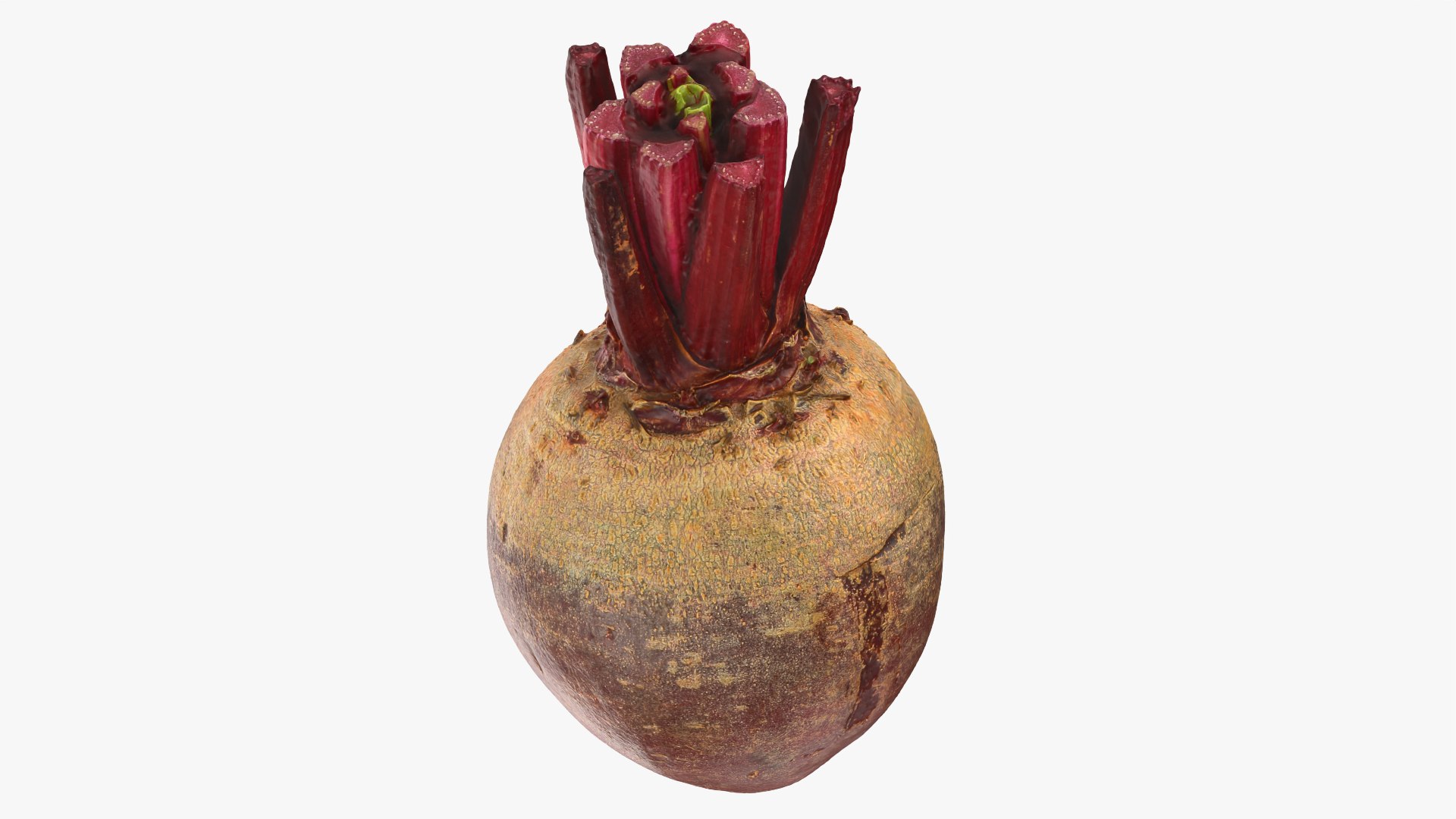 3D Whole Beetroot https://p.turbosquid.com/ts-thumb/kx/nrcXAP/Ly/beetroot_0006/png/1764131414/1920x1080/fit_q87/d762150ce5b2a75f003c247ab02e89d46c793c0e/beetroot_0006.jpg