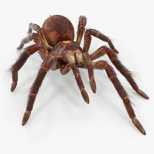 Bird Eating Spider Walking Pose with Fur 3D Model