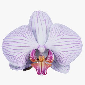 Phalaenopsis Moth Striped Orchid Remastered model