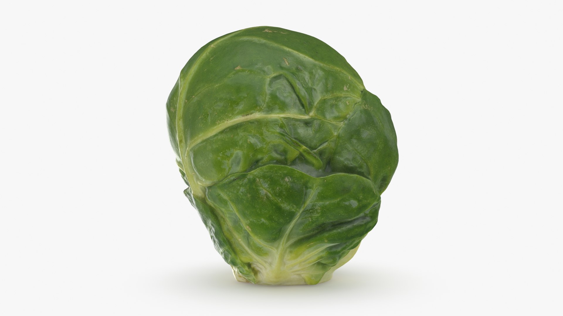 3D model Brussels Sprout 01 https://p.turbosquid.com/ts-thumb/ky/LRhIna/HJ/brusselssprout01_b0014/jpg/1735043423/1920x1080/fit_q87/6e655f0d902c0b80d7b9cb923afd52499c80b0b1/brusselssprout01_b0014.jpg