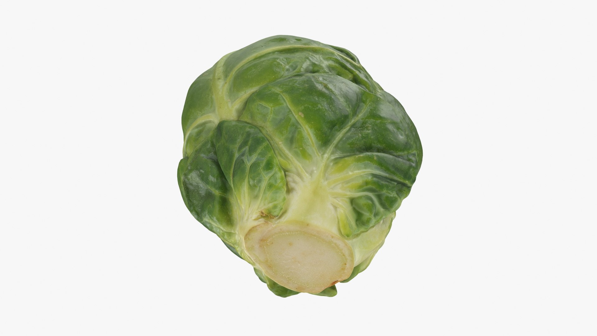 3D model Brussels Sprout 01 https://p.turbosquid.com/ts-thumb/ky/LRhIna/Qm/brusselssprout01_b0024/jpg/1735043427/1920x1080/fit_q87/6603dd1a224b21fbb0203500a4bf1582d01546ba/brusselssprout01_b0024.jpg