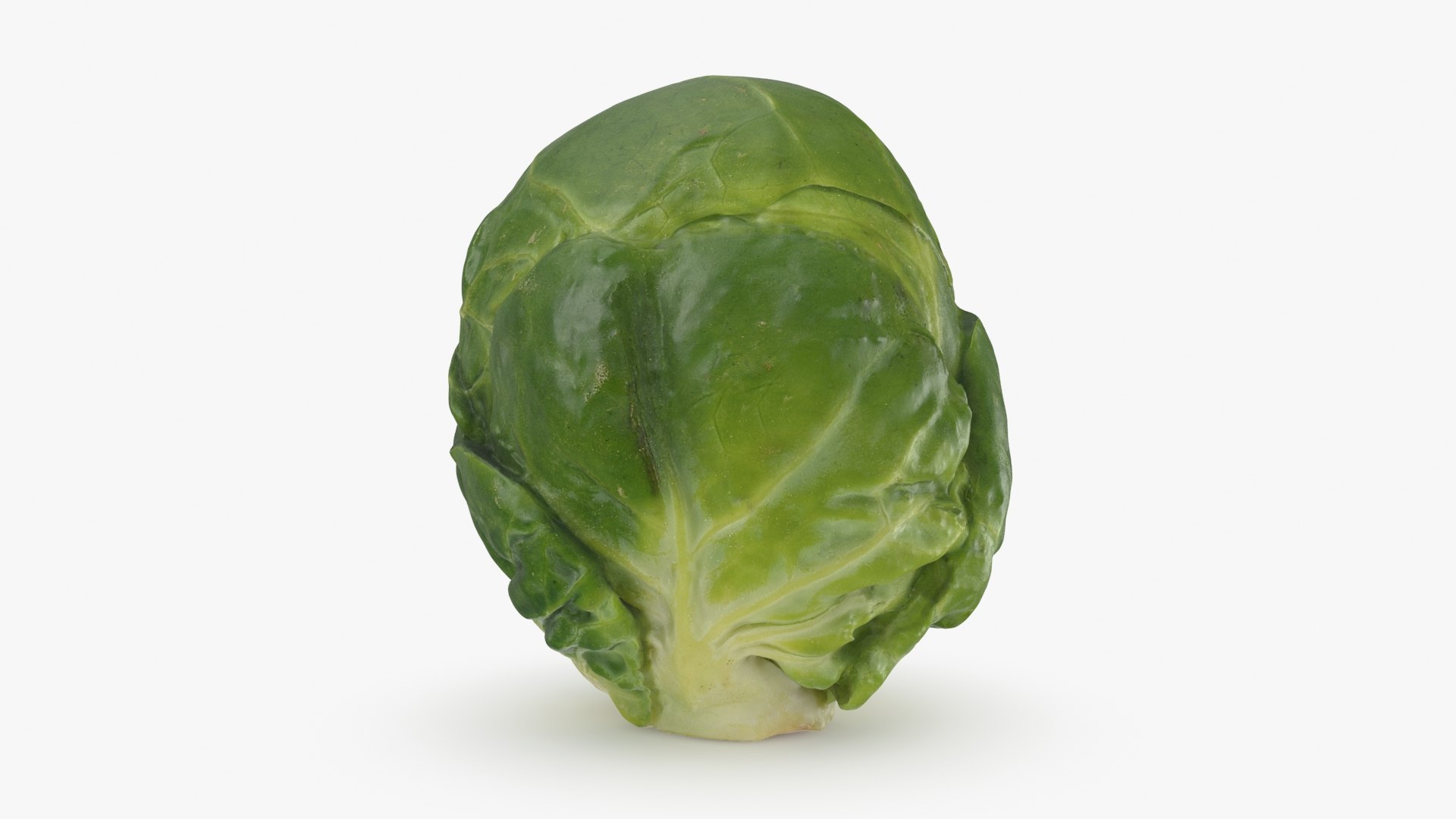 3D model Brussels Sprout 01 https://p.turbosquid.com/ts-thumb/ky/LRhIna/Wu/brusselssprout01_b0010/jpg/1735043422/1920x1080/fit_q87/a099070a990ce4ded7c0d9f836eb1113ecfa0b0d/brusselssprout01_b0010.jpg