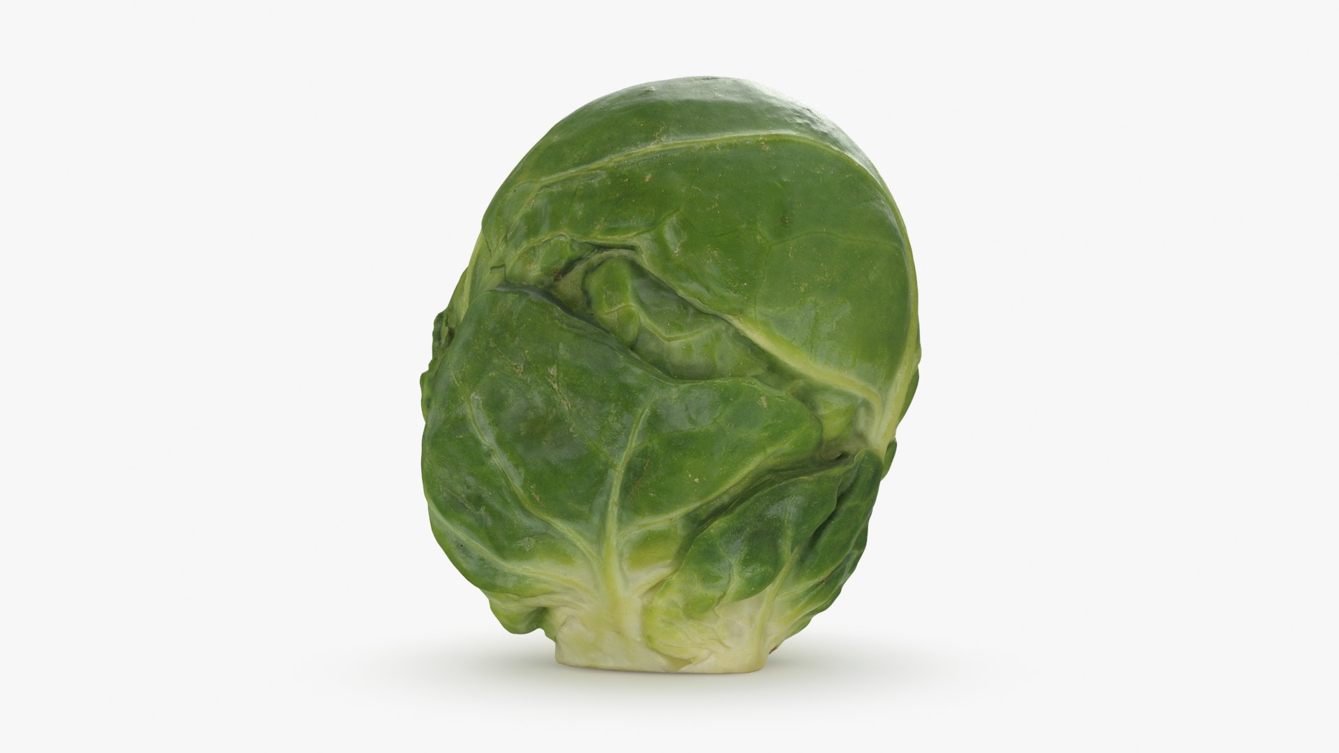 3D model Brussels Sprout 01 https://p.turbosquid.com/ts-thumb/ky/LRhIna/bf/brusselssprout01_b0006/jpg/1735043420/1920x1080/fit_q87/09919d2facf5166b47f2ba01a9fc10ab4e9a10b0/brusselssprout01_b0006.jpg
