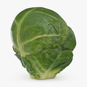 3D model Brussels Sprout 01